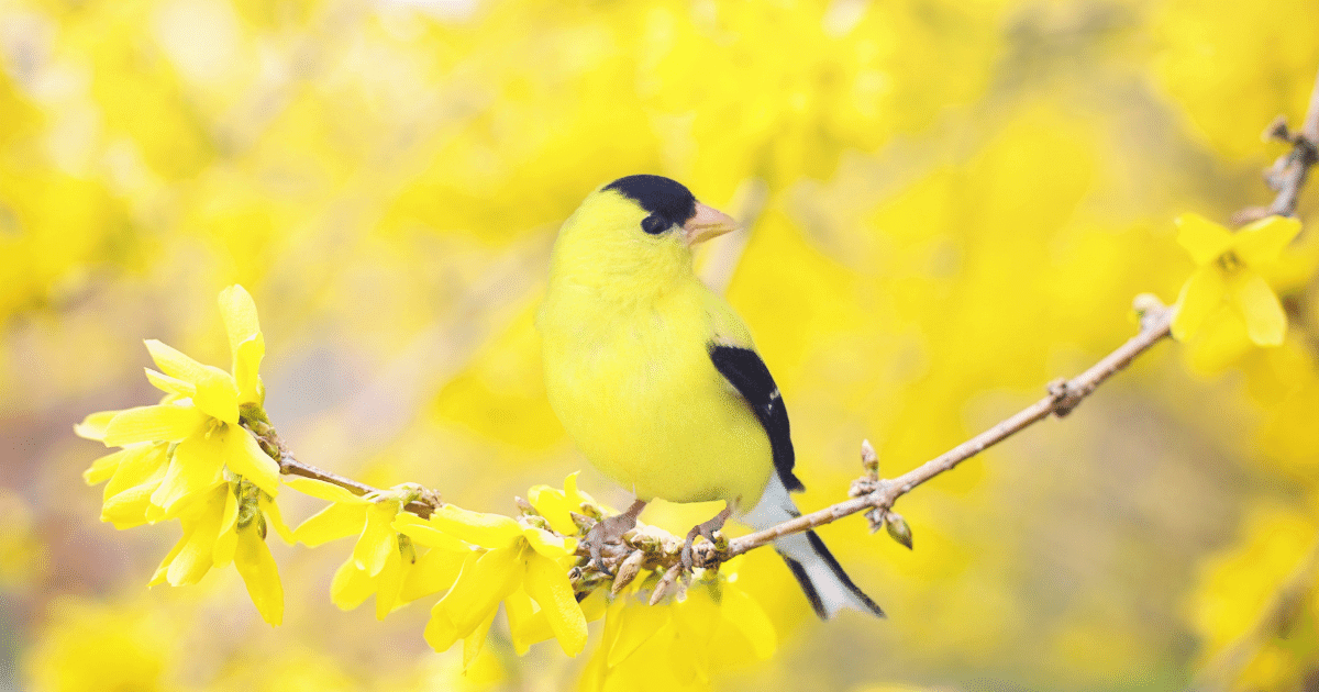 What is the Spiritual Meaning of Seeing a Yellow Bird?