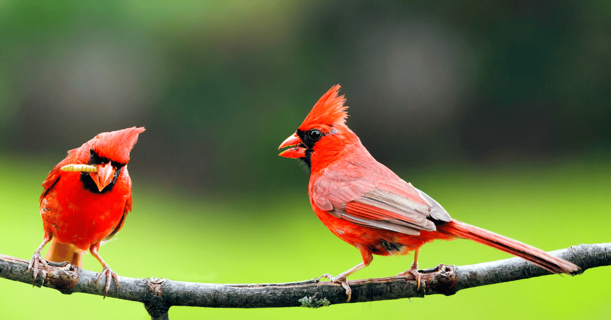 Cardinals Appear When Angels Are Near
