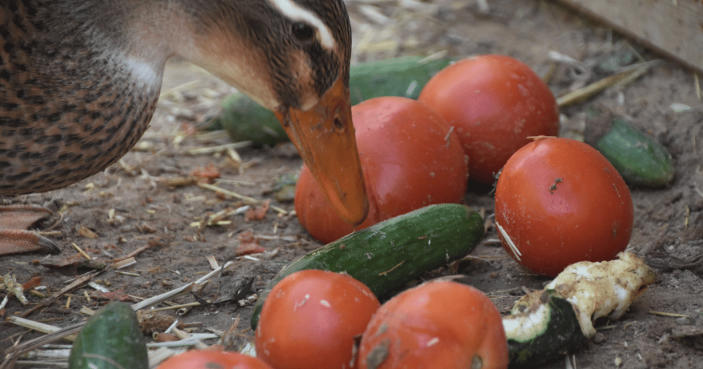 Can Ducks Eat Cucumbers?