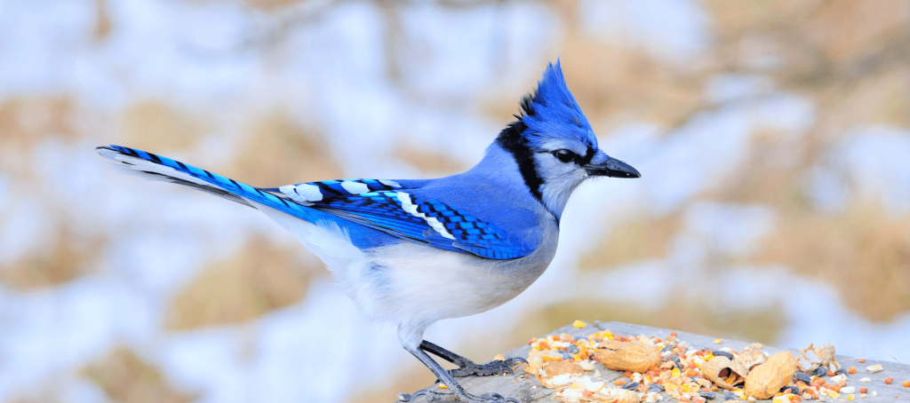 what do blue jay feathers symbolize