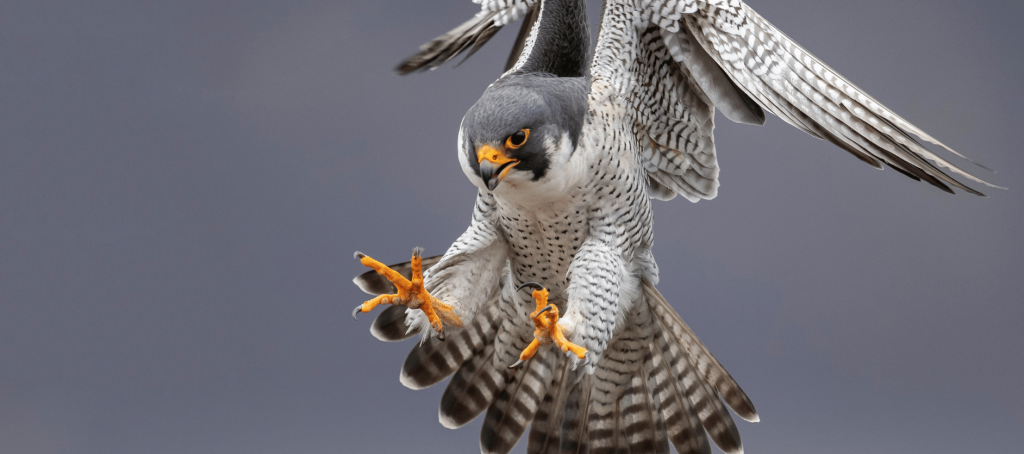 Positive Characteristics of the Falcon Spirit Animal