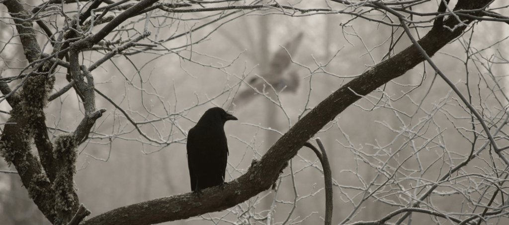 Ways to Attract Crows & Ravens to Your Yard!