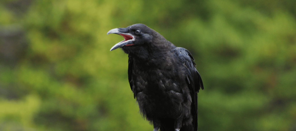  Attract Ravens to Your Yard!