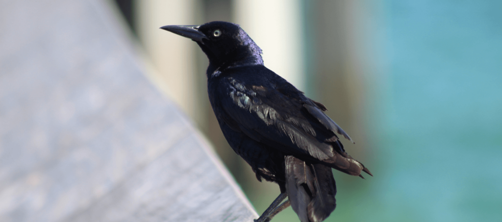 black birds symbolize