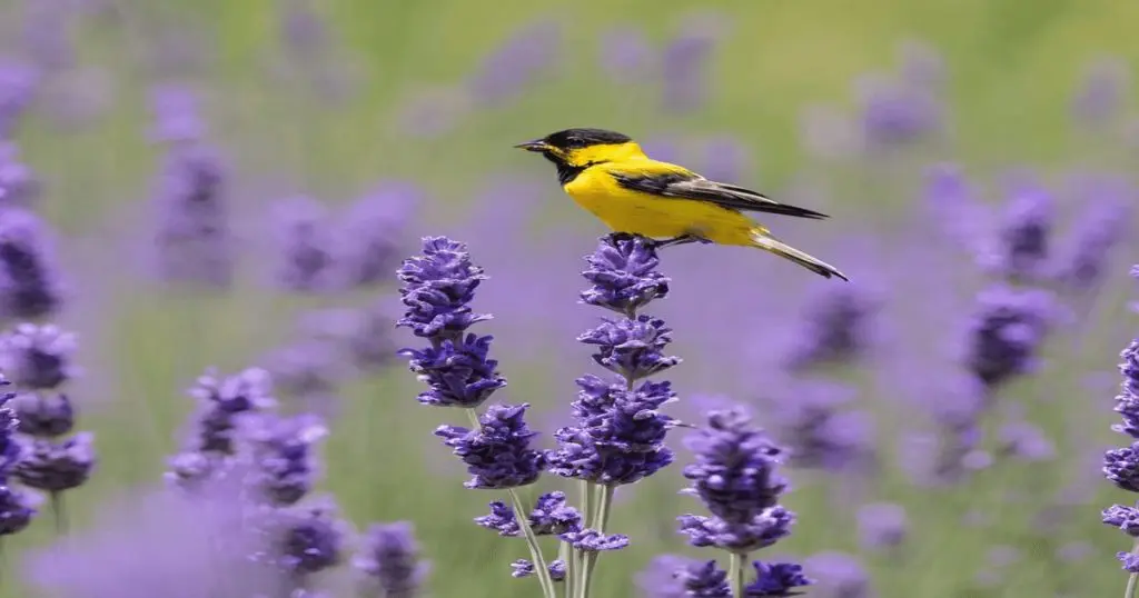 is lavender safe for birds