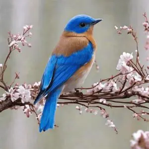 significance of blue bird after death