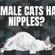 Do male cats have nipples?
