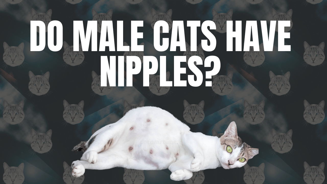 Do male cats have nipples?