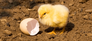 do chicks chirp in the egg