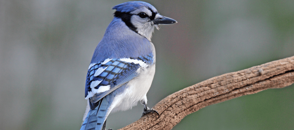 blue jay symbolism bible