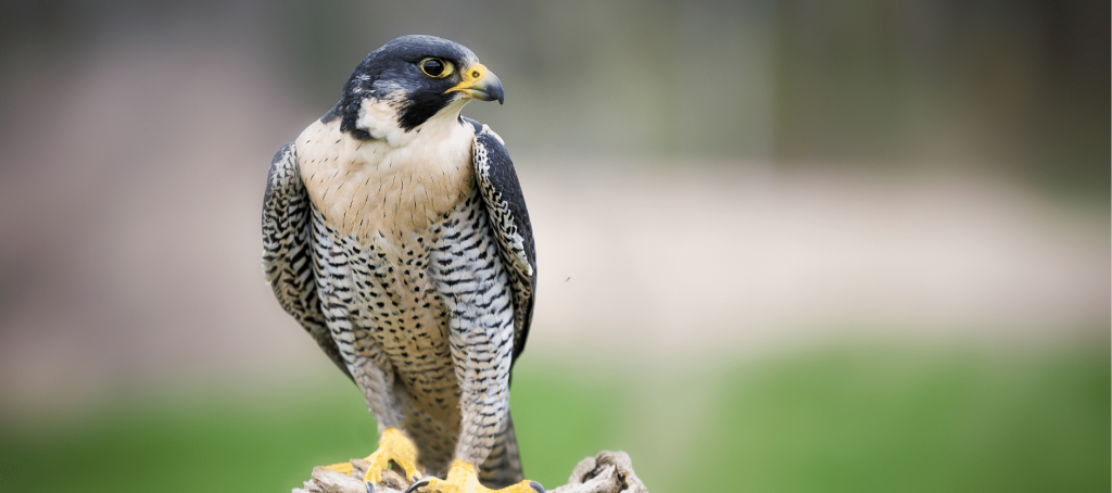 Negative Characteristics of the Falcon Spirit Animal