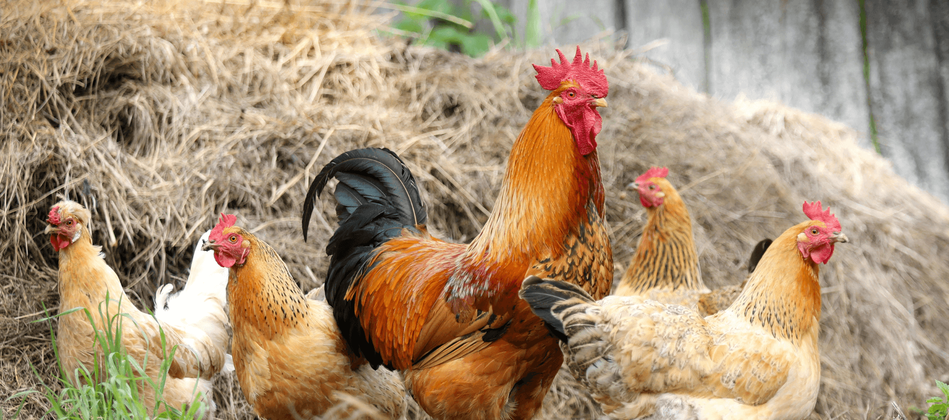 How many chickens can you have per acre?