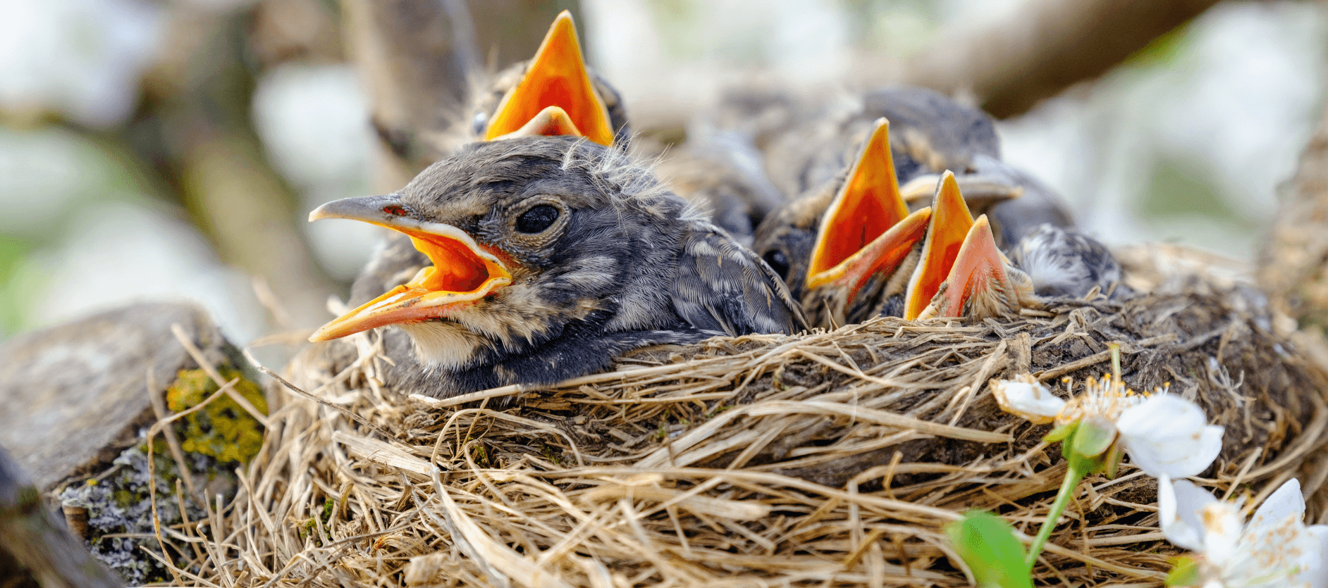 what kind of birds nest in hanging baskets