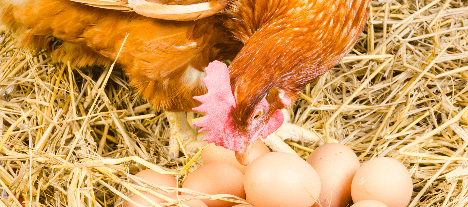 why do chickens bury their eggs