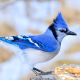 what do blue jay feathers symbolize