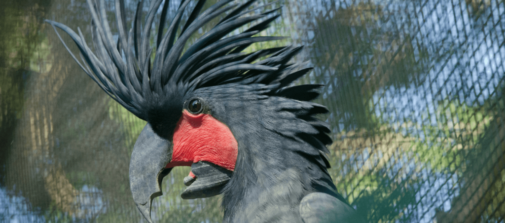 black palm cockatoo