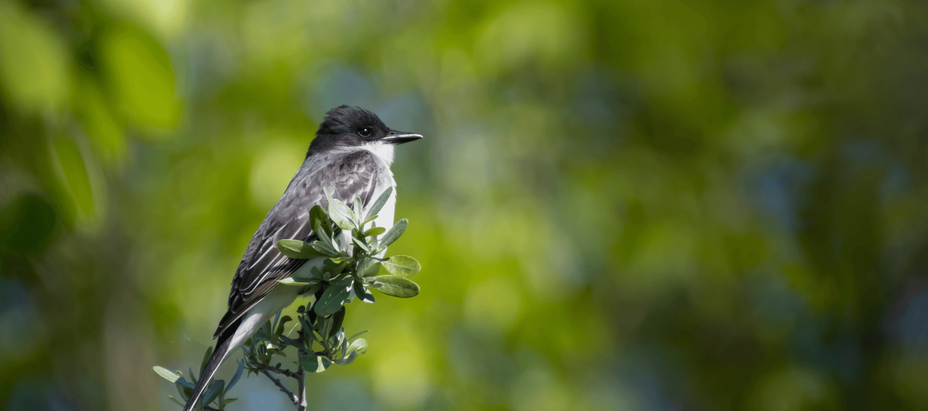 eastern kingbird spiritual meaning