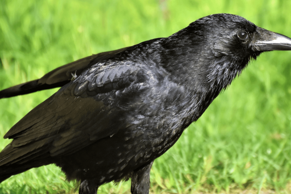 how to attract crows and ravens