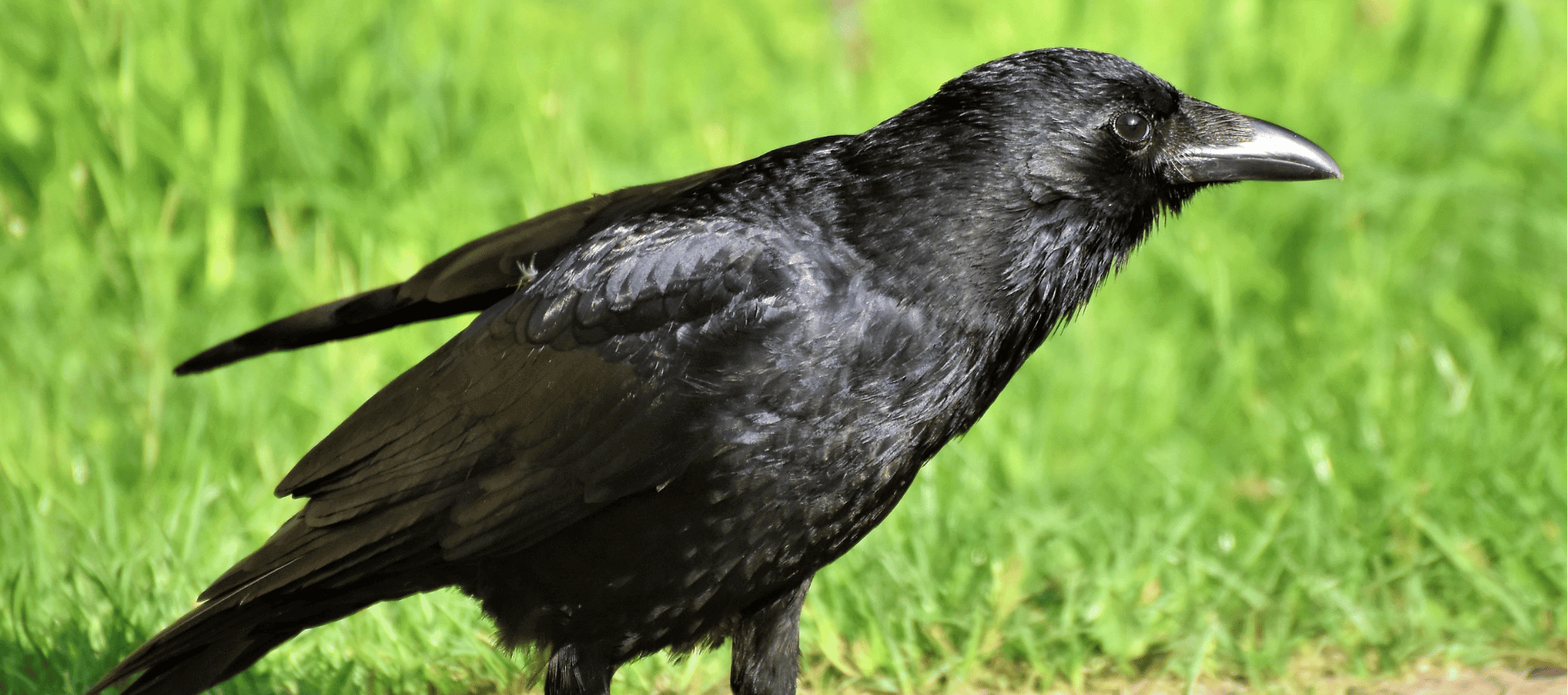 how to attract crows and ravens