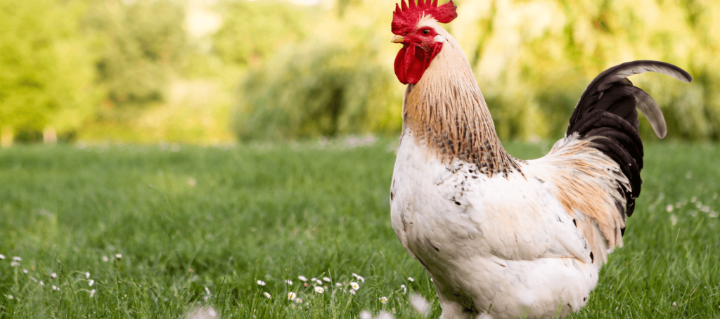 chickens per acre free range
