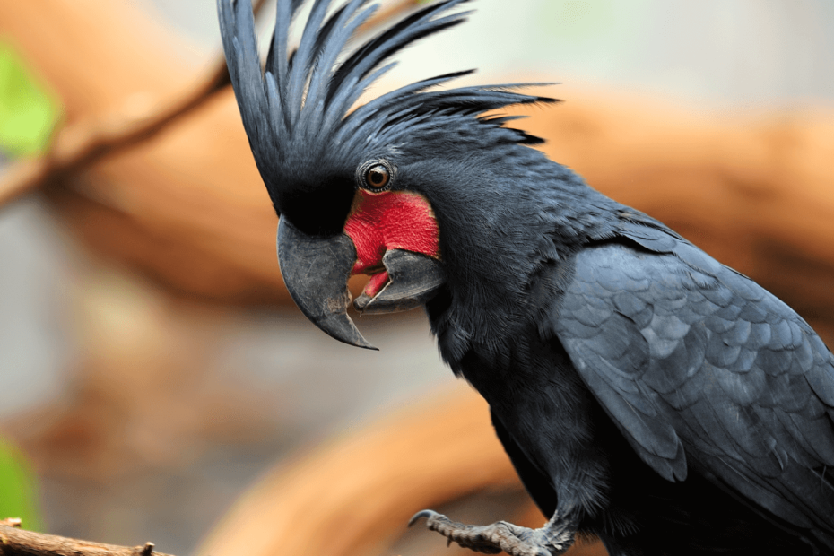 black palm cockatoo lifespan