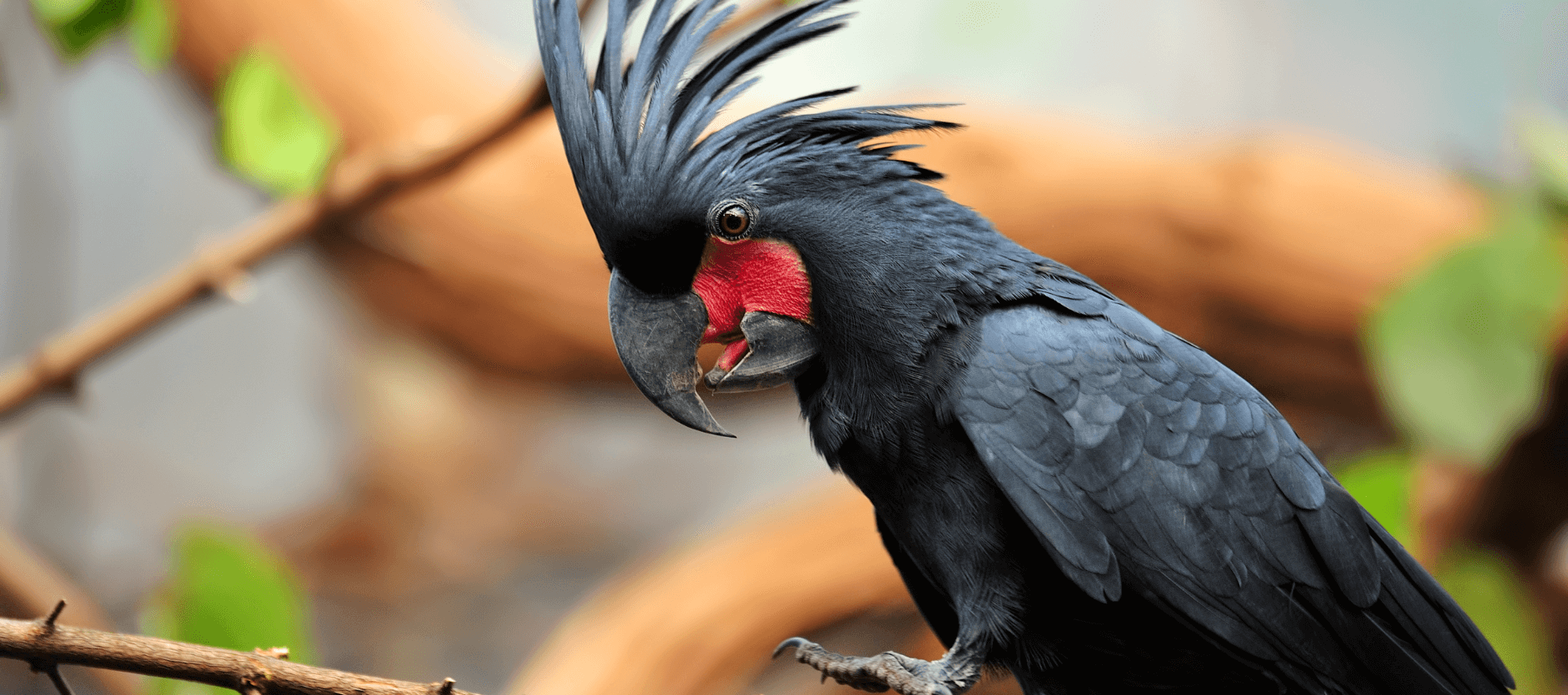 black palm cockatoo lifespan
