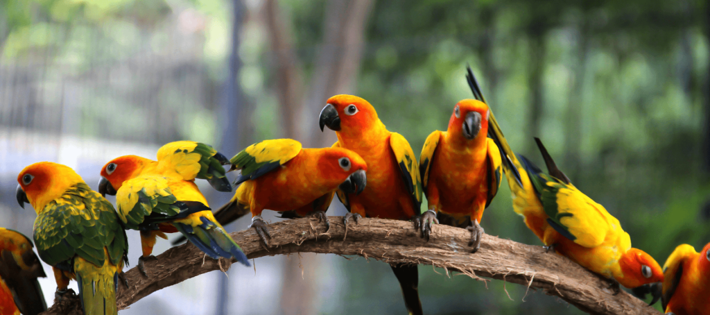 How To Deal With Birds In The Soffit Of Your Home?