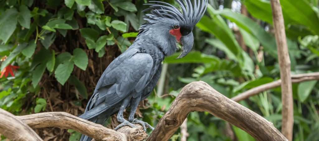 palm cockatoo 