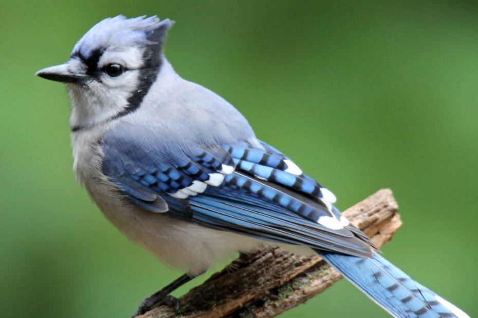 blue jay feather symbolism