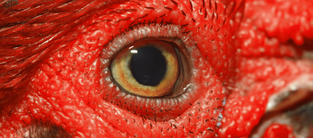 chickens have blue eyes