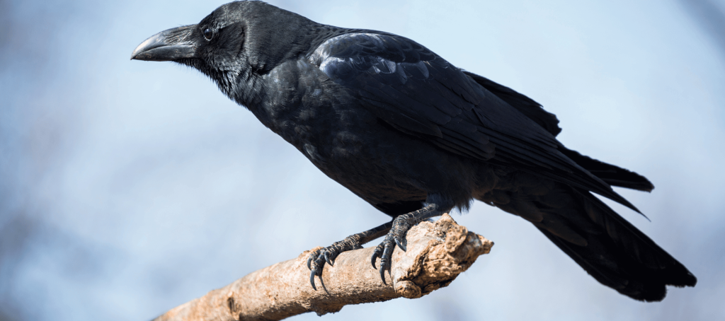 Tips on How to Attract Crows to Your Yard