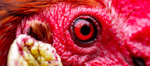 Can chickens have blue eyes ?