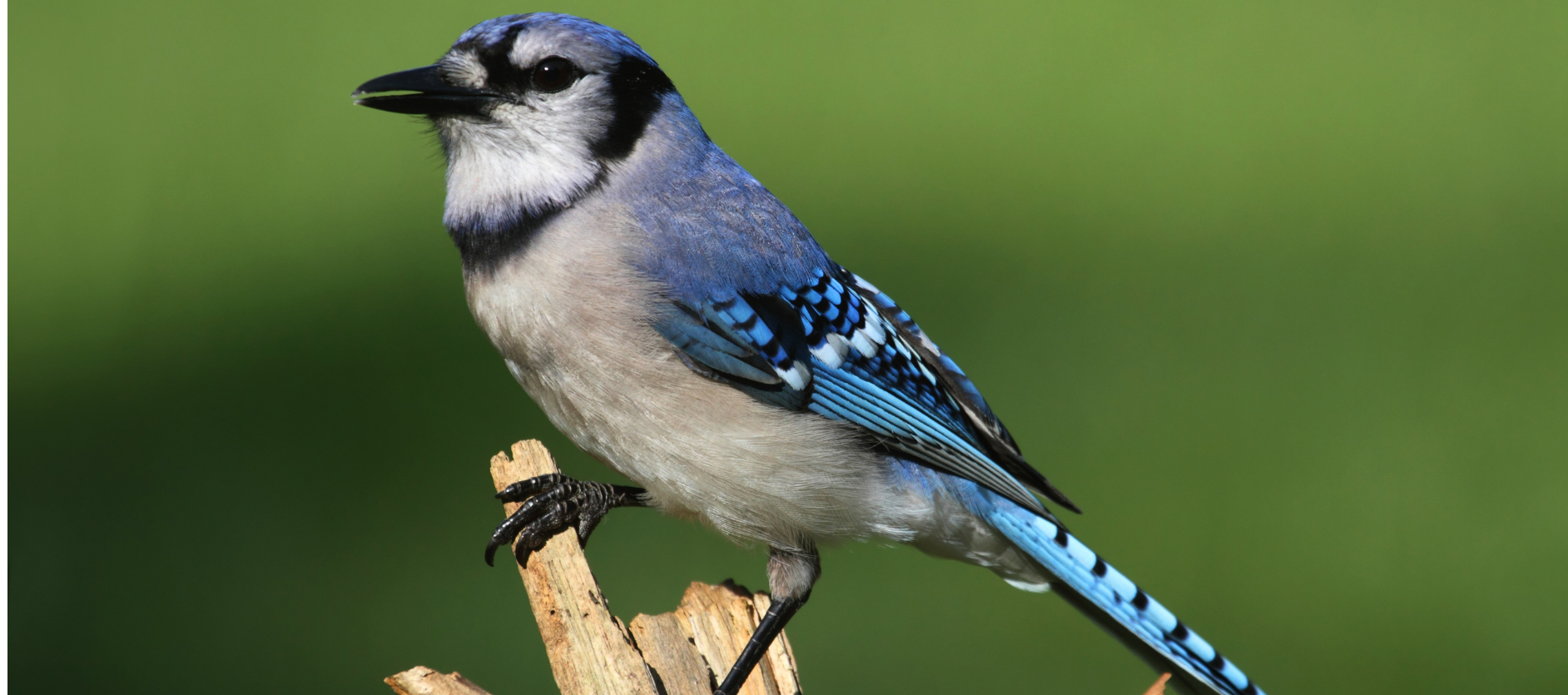 what does a blue jay symbolize in the bible