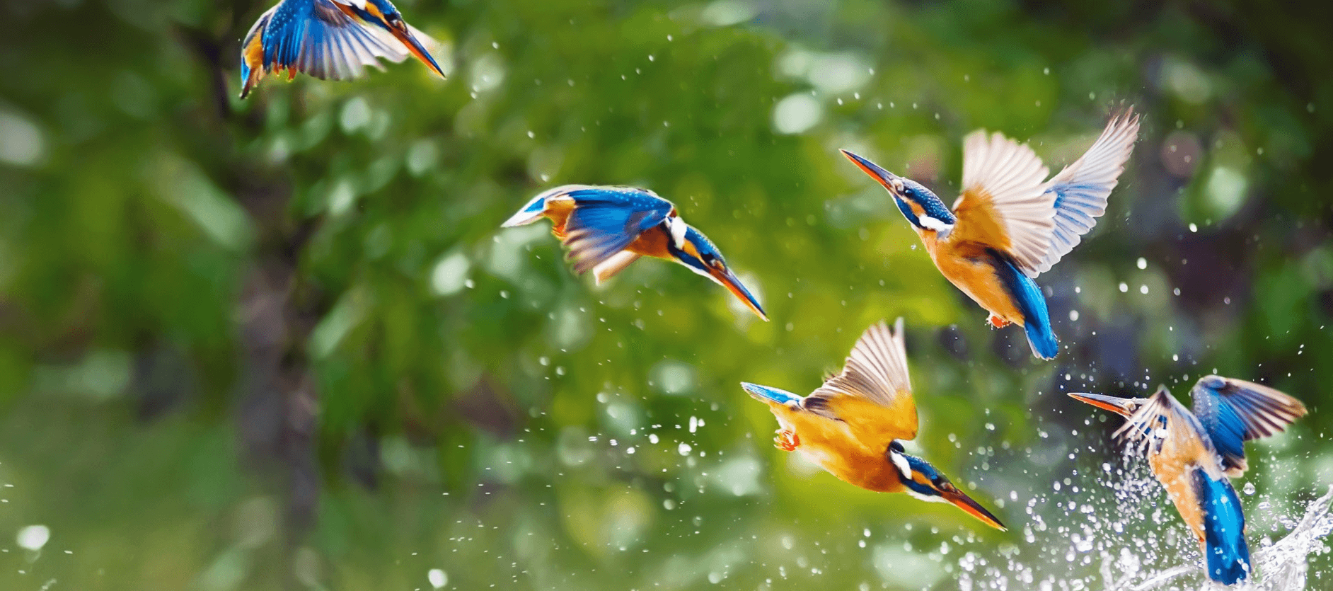 birds with fur