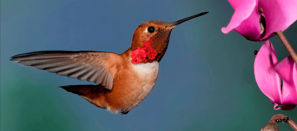 How to Deter Birds From Nesting Under Eaves?