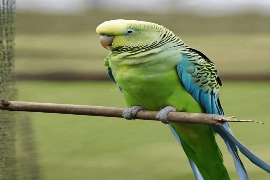 How Big Do Parakeets Get