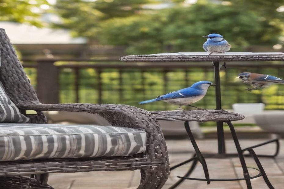 how to keep birds off patio furniture