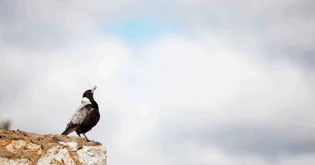 birds omnivores